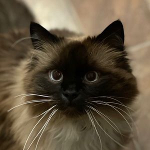 Meet your Posher, Donnabelle